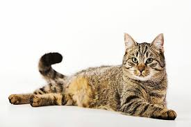 Attēlu rezultāti vaicājumam “Felis silvestris catus”