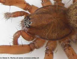 Attēlu rezultāti vaicājumam “Agroeca brunnea”