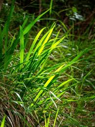 Attēlu rezultāti vaicājumam “Brachypodium sylvaticum fruit”