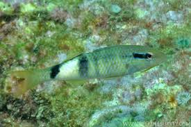 Image result for Parupeneus trifasciatus