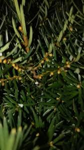 Attēlu rezultāti vaicājumam “Taxus baccata bud”