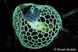 Attēlu rezultāti vaicājumam “Physarum murinum macro”