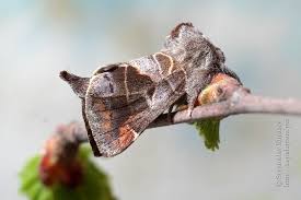 Attēlu rezultāti vaicājumam “Clostera pigra”