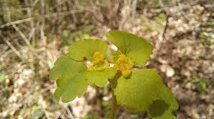 Attēlu rezultāti vaicājumam “Chrysosplenium alternifolium flower”