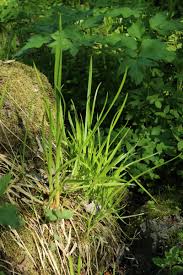 Attēlu rezultāti vaicājumam “Poa remota”