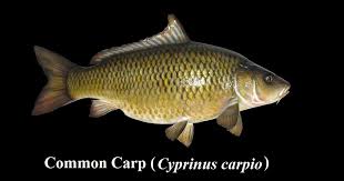 Image result for Carpiodes carpio