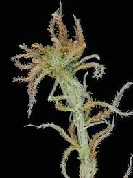 Attēlu rezultāti vaicājumam “Sphagnum angustifolium”