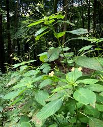 Attēlu rezultāti vaicājumam “Impatiens parviflora leaf”