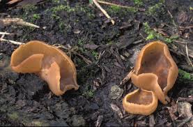 Attēlu rezultāti vaicājumam “Peziza repanda”