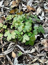 Attēlu rezultāti vaicājumam “Waldsteinia geoides”