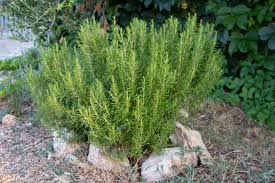 Image result for Rosmarin