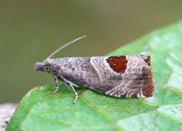 Attēlu rezultāti vaicājumam “Notocelia uddmanniana”