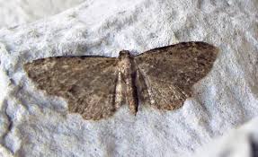 Attēlu rezultāti vaicājumam “Anticollix sparsata”