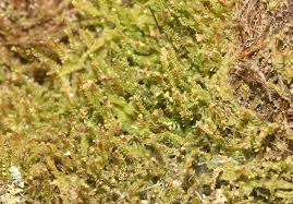 Attēlu rezultāti vaicājumam “Odontoschisma denudatum”