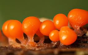 Attēlu rezultāti vaicājumam “Trichia decipiens”