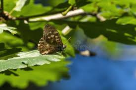 Attēlu rezultāti vaicājumam “Pararge aegeria underside”