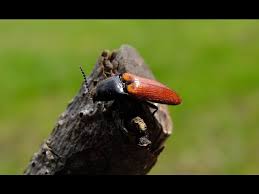 Attēlu rezultāti vaicājumam “Ampedus sp.”