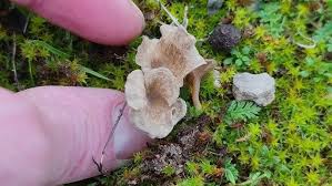 Attēlu rezultāti vaicājumam “Arrhenia spatulata”