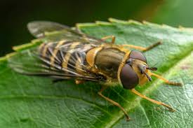 Attēlu rezultāti vaicājumam “Syrphus torvus”