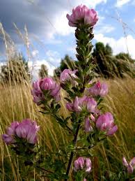 Attēlu rezultāti vaicājumam “Ononis arvensis flower”