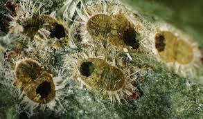 Attēlu rezultāti vaicājumam “Trioza dispar nymph”