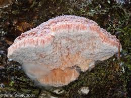 Attēlu rezultāti vaicājumam “Leptoporus mollis”