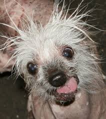 Image result for ugliest dog