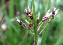 Attēlu rezultāti vaicājumam “Luzula pilosa flower”