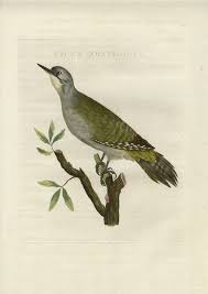 Attēlu rezultāti vaicājumam “Picus canus”