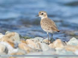 Image result for Charadrius mongolus