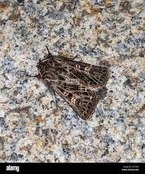 Attēlu rezultāti vaicājumam “Tholera decimalis”