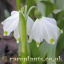 Attēlu rezultāti vaicājumam “Leucojum vernum var. carpathicum”