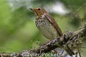 Image result for Catharus ustulatus