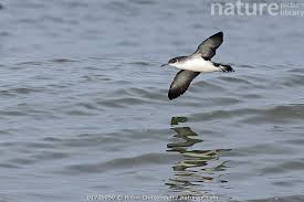 Image result for Puffinus puffinus