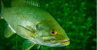Image result for Micropterus dolomieu