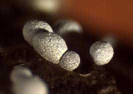 Attēlu rezultāti vaicājumam “Badhamia panicea”