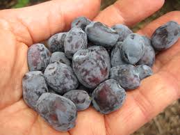 Attēlu rezultāti vaicājumam “Lonicera caerulea var. pallasii fruit”