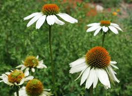 Image result for Echinacea Lustre hybrids