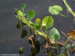 Attēlu rezultāti vaicājumam “Calla palustris leaf”