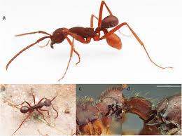 Attēlu rezultāti vaicājumam “Anthrenus sp. imago”