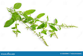 Attēlu rezultāti vaicājumam “Chenopodium polyspermum var. acutifolium”