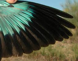 Attēlu rezultāti vaicājumam “Coracias garrulus adult”