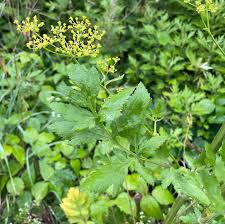 Image result for Pastinaca sativa