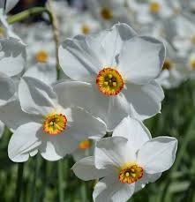 Attēlu rezultāti vaicājumam “Narcissus poeticus”