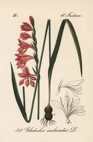 Attēlu rezultāti vaicājumam “Gladiolus imbricatus leaf”