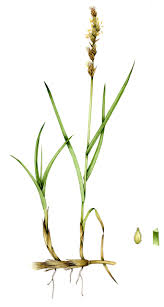 Attēlu rezultāti vaicājumam “Carex disticha”