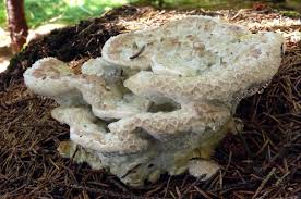 Attēlu rezultāti vaicājumam “Postia guttulata”