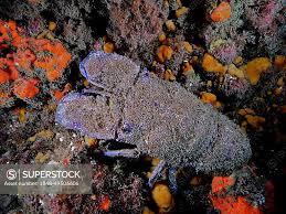 Image result for Scyllarides latus