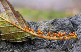 Attēlu rezultāti vaicājumam “Leocarpus fragilis”