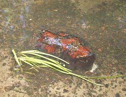 Attēlu rezultāti vaicājumam “Hildenbrandia rivularis”